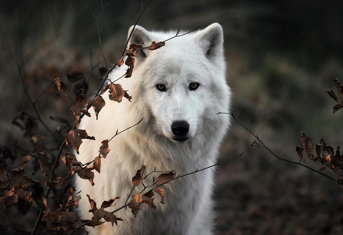 Könyvkritika – Wolfsbane – A keresők
